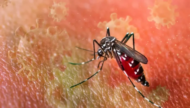 Chikungunya virüsü hızla yayılıyor