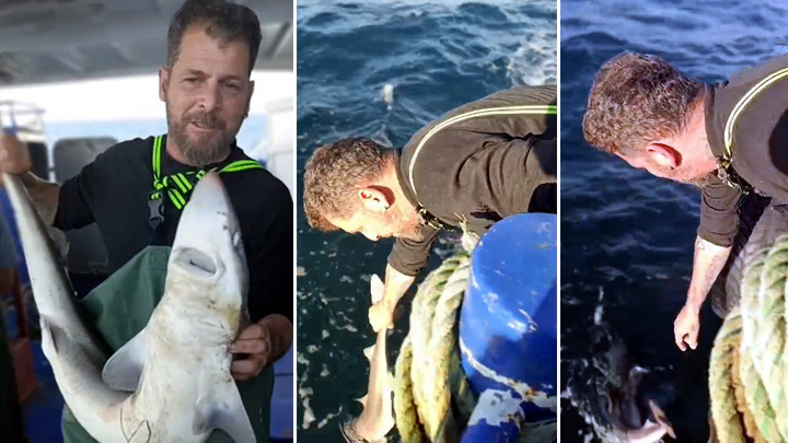 Ağına takılan camgöz köpek balığını yeniden denize bıraktı